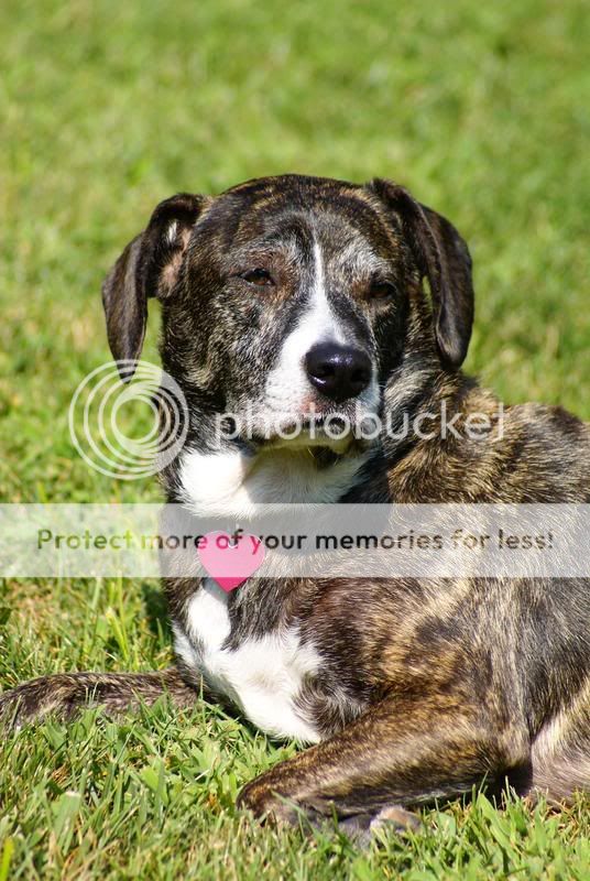 My Pitbull Beagle Mix, Peppie! (Sara's Pictures 8/18) - The New